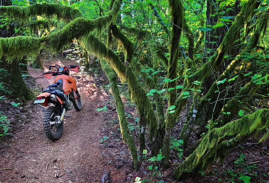 motorcycle parked next to moss covered tree