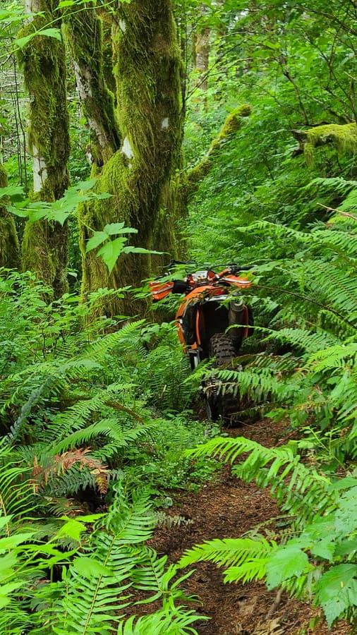 motorcycle parked on a trail next to moss covered trees