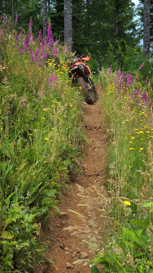 motorcycle parked on a trail going through a flower field