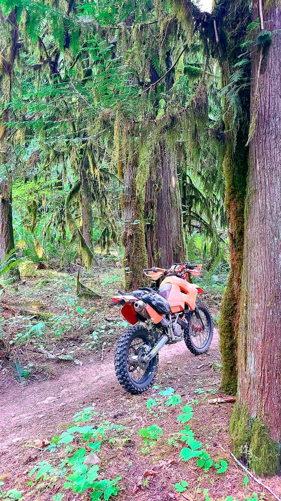 motorycle parked on a trail through pine trees covered with moss