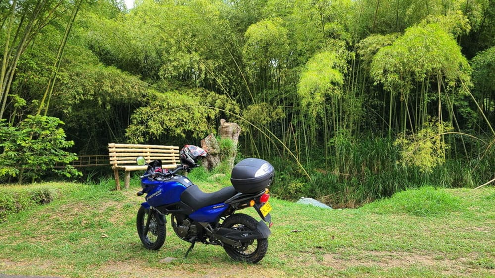 motorcycle parked in front of a bamboo grove
