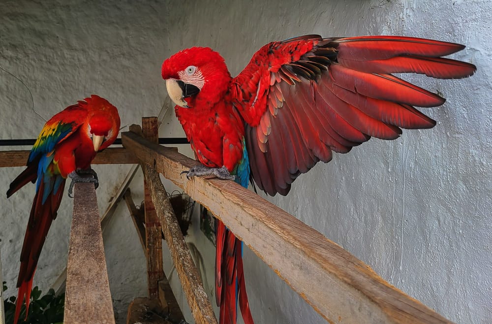 two big parrots 