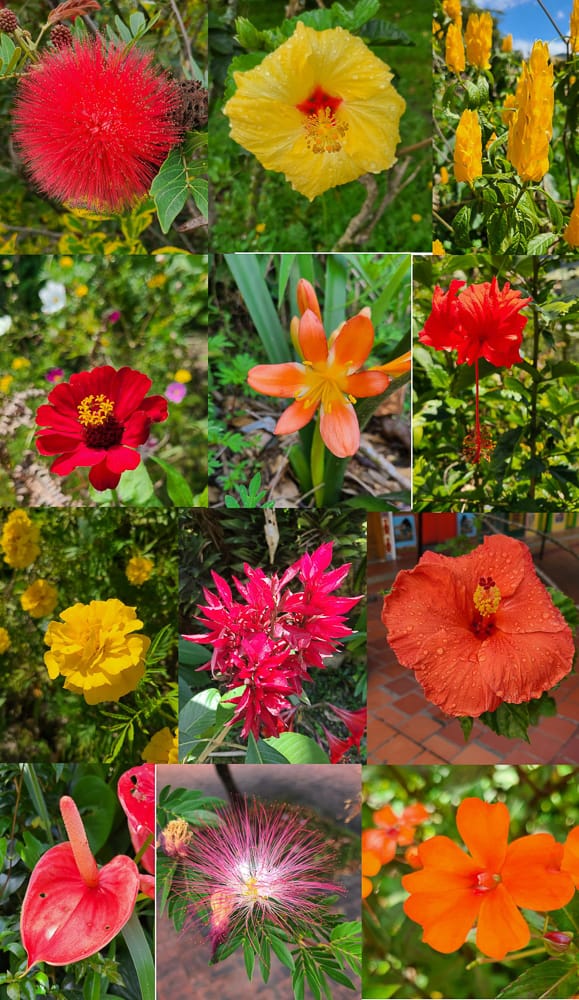  pictures of flowers of various colors 