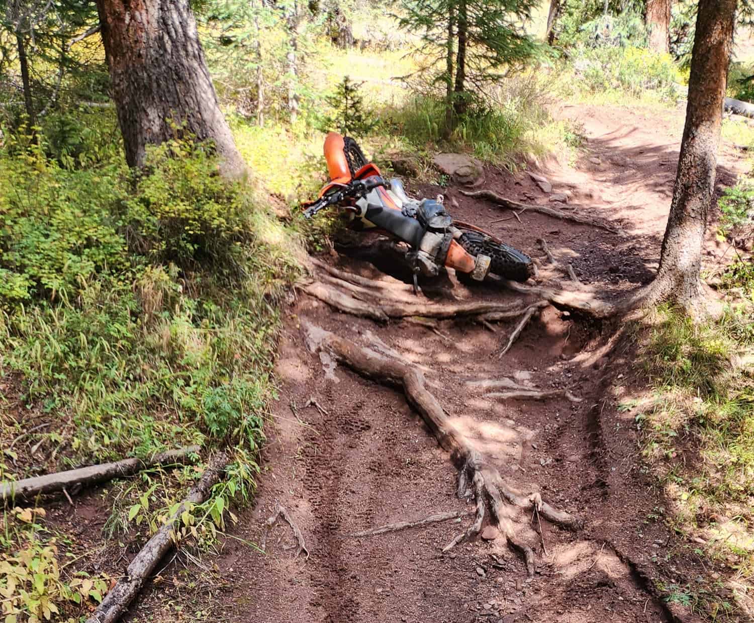motorcycle laying down on tree roots