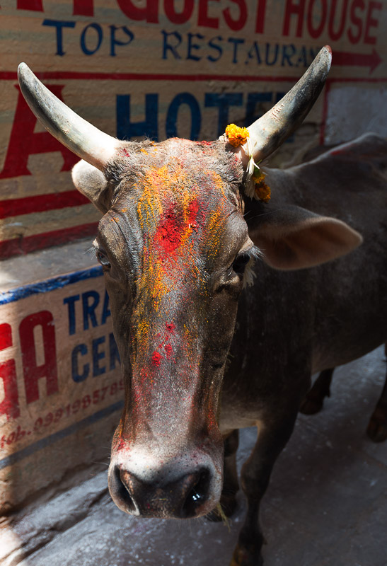 Painted Cow roaming Varanasi alleys