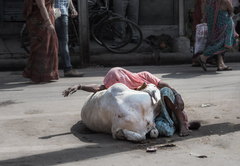 Cow and homeless sleeping on the street in Varanasi