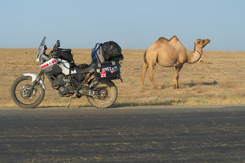 motorcycle parked next to a roaming camel